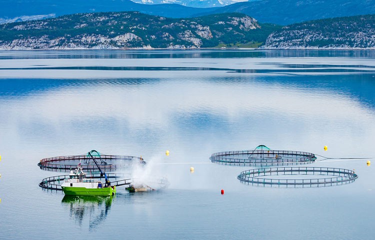 中国尊龙养殖成本更低、更赚钱